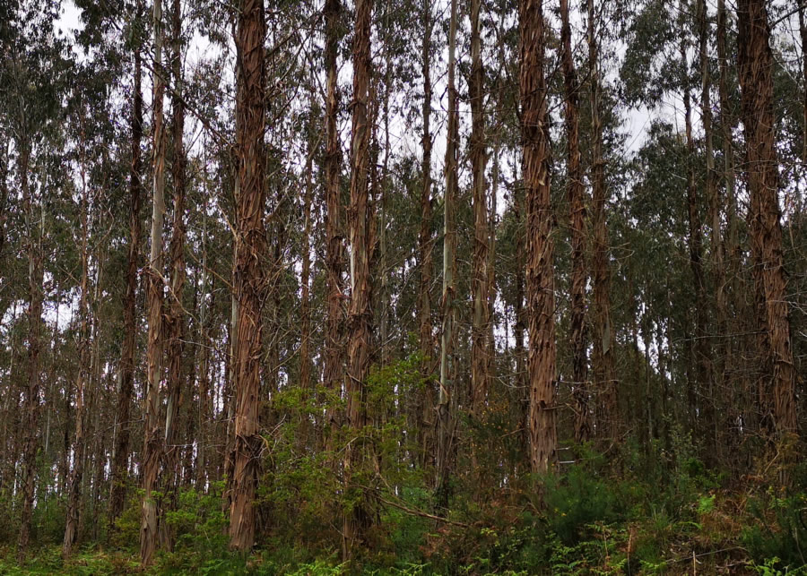 Bosque de eucaliptos para tasación y compra